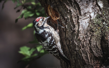Маленький строитель / Малый пестрый дятел (самец) в процессе создания гнездового дупла.