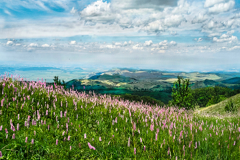 Горец змеиный / Крым