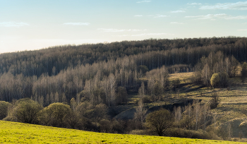 Первая зелень / Апрель