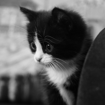 Про усы и брови. / ...