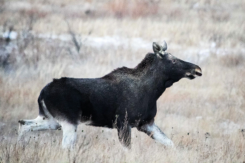 Лосиный бег / ***