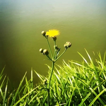 Жёлтый цветок / Сочная зелень на берегу пруда.