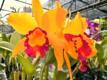 Красочные орхидеи / Красочные орхидеи