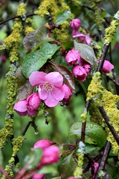 цветение / Цветение яблонь розовым цветом