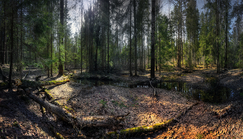 В апрельском лесу / Нижегородская область, Борский район, истоки реки Новгородки, апрель 2023 года