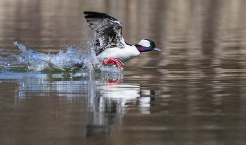 Bufflehead (м) / Bufflehead (м)