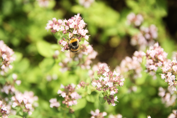 Пчела / пчела на цветках душицы