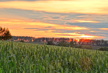 Летний вечер / Летний вечер