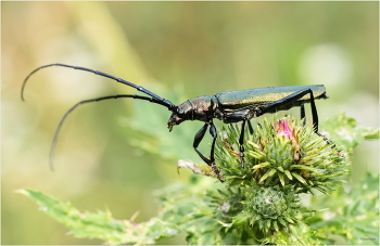  / Усач мускусный (Aromia moschata)