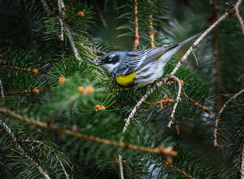 Yellow-rumped warbler / Yellow-rumped warbler