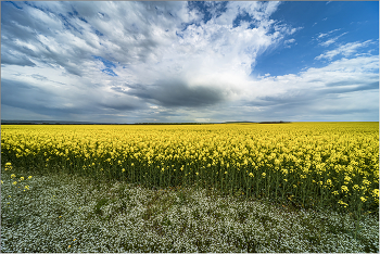 Кубань весенняя / Кубань