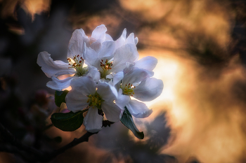 Апрельские танцы на закате солнца... / ***
