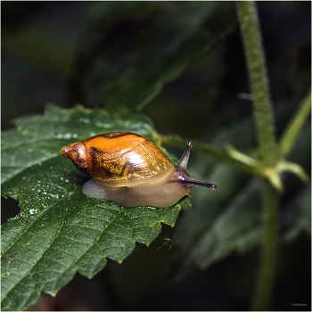 &nbsp; / Янтарка обыкновенная (Succinea putris)
