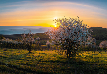 Запах цветения / Щедрый аромат на рассвете. Белоснежное украшение алычи и тёрна. 
Апрель, 2022 год. 
Из фотопроекта «Открывая Ставрополье».