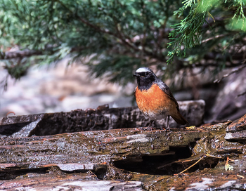 прилетел освежиться в ручье.. / горихвостка, самец,