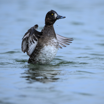 Lesser scaup (f) / Lesser scaup (f)