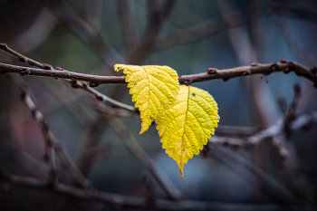 2 листа / 2 листа