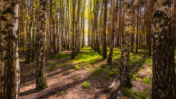 Весна берёзовая. / ...