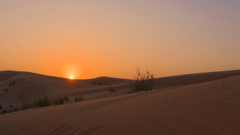 Весна в пустыне... / ... на рассвете.