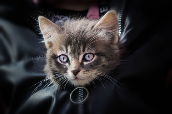 Пушистый портрет / https://www.youtube.com/watch?v=7_3ooe3rynY