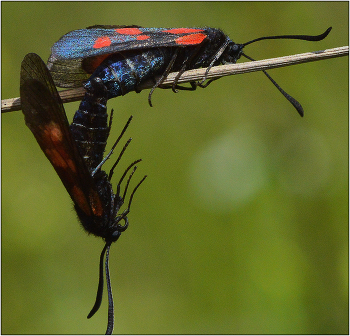 Прямой угол. / Пестрянка таволговая - Zygaena filipendulae.