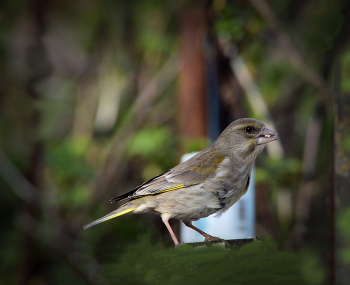 Зеленушка / весна, птицы