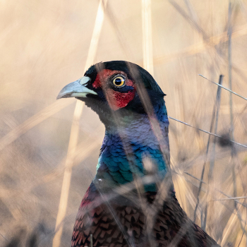 Задумался / ***
