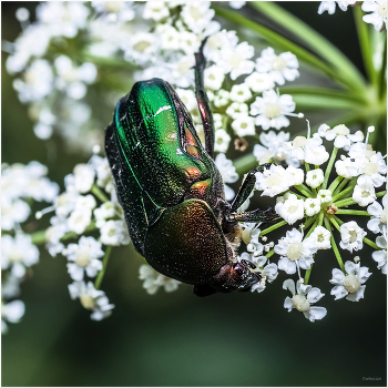  / Золотистая, или Обыкновенная бронзовка (Cetonia aurata)