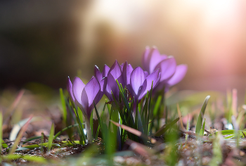 Природа просыпается... / ...