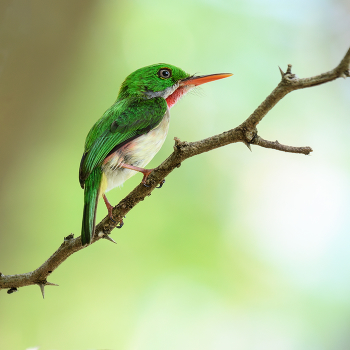 Broad-billed Tody / Broad-billed Tody