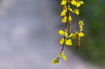 Весенние серёжки / Весна 2023