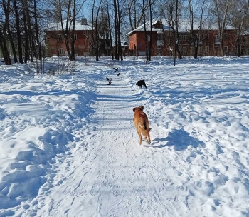 Движуха.. / Зимняя прогулка с собакой.