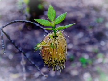 Цветок Клёна ясеневидного (американского) / Цветы у клена желто-зеленого цвета, двух типов: мужские и женские. Первые образуют соцветия в виде свисающих пучков с пыльниками красноватого оттенка. Крепятся к стебелькам тонкими черешками. Соцветия женского типа окрашены в зеленый цвет и имеют форму кисти. Клен – двудомное растение, на котором уживаются и те, и другие цветки, но располагаются они на разных ветках. Цветение клена среднее по продолжительности (примерно полмесяца), приходится на май месяц – начало июня, то есть пока не появятся первые листочки.