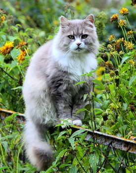 Соседка! / Домашние животные.