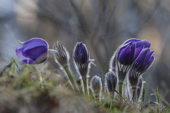 Сонное царство весны / Сон - трава. Россия. Тульская область.