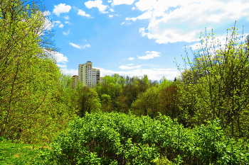 Молодая сирень . / В городе апрель .