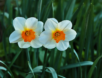 Сладкая парочка / ***