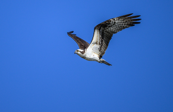 Osprey / Osprey