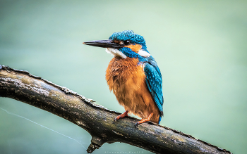 Над водой / Зимородок, самец.