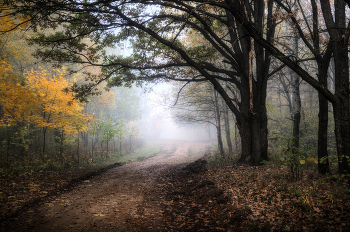 Туман и осень / Пейзаж