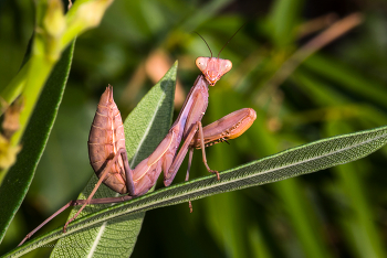 Богомол древесный. / 2008 год.