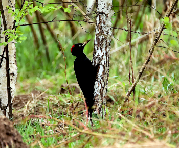 В весеннем лесу.... / Желна