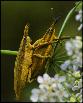 Мечтатели. / Долгоносики имеют очень хорошее зрение и как правило, не очень любят фотографироваться.