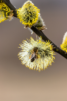 Мир. Труд. Май. Радость через край / Беларусь.
Могилёв.