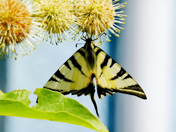 Подалирий / Бабочка подалирий Iphiclides podalirius, немного инвалид...
