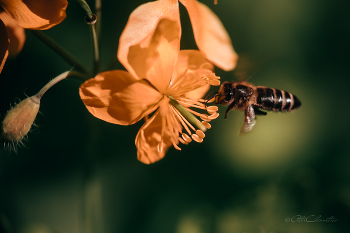 пчела / пчела