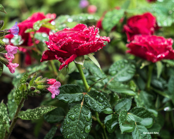 Розы / после дождя