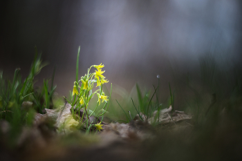 гусиный лук / весна, гусиный лук, гелиос 40-2С 85mm f/1.5