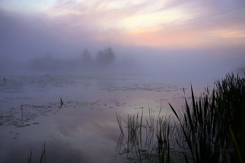 Туман на озере. / Озеро Сосновое.