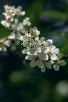 Черёмуха... / Беларусь.
Могилевская область.